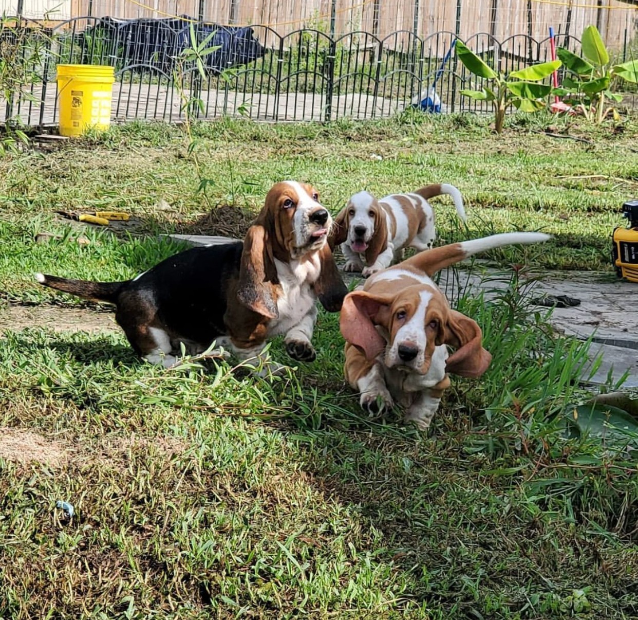 Basset Hound Puppies For Sale Salem, UT 517390
