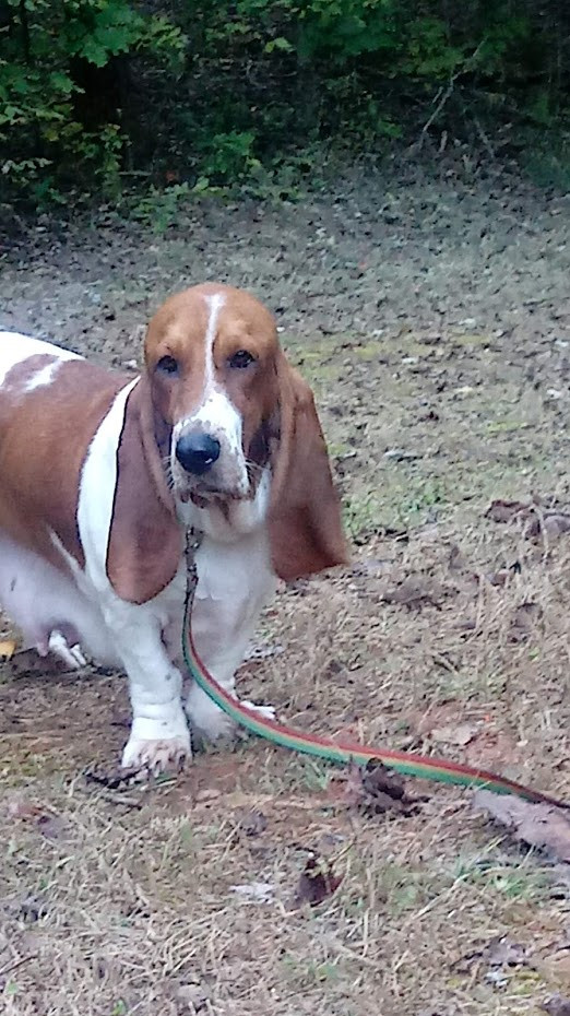 Basset Hound Puppies For Sale Wilkesboro, NC 285352