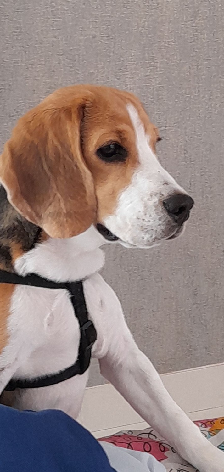 Beagle Puppies For Sale Vidyaranyapura, KA 367681