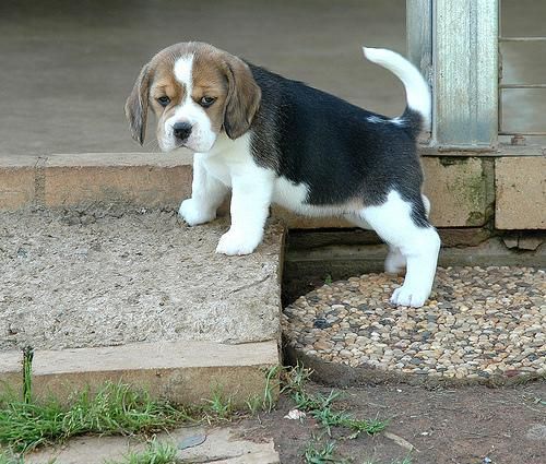 4 Best Beagle Breeders in North Carolina! (2022) - We Love Doodles