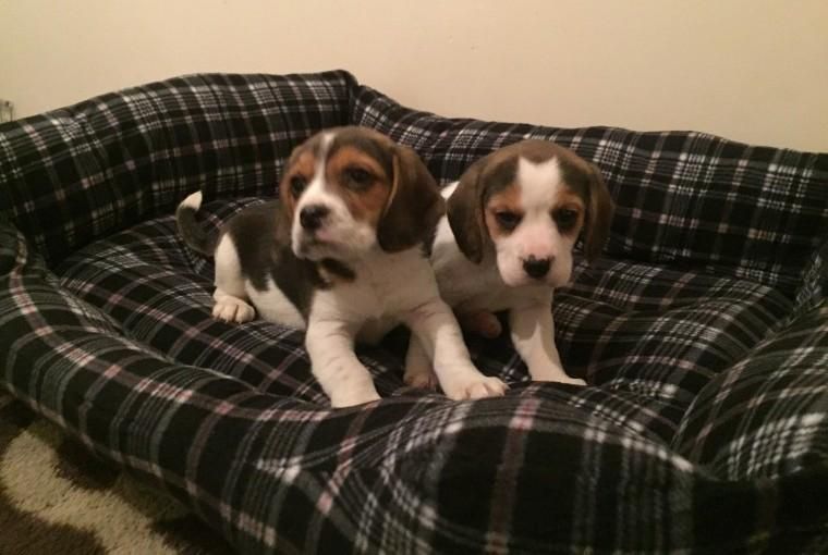 Beagle Puppies For Sale Omaha, NE 138639 Petzlover