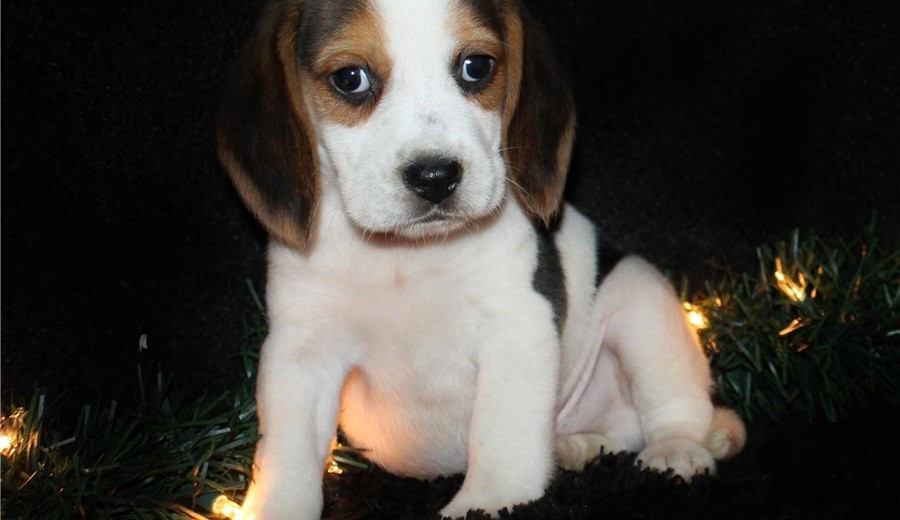 "Beagle" Puppies For Sale Atlanta, GA 175517 Petzlover