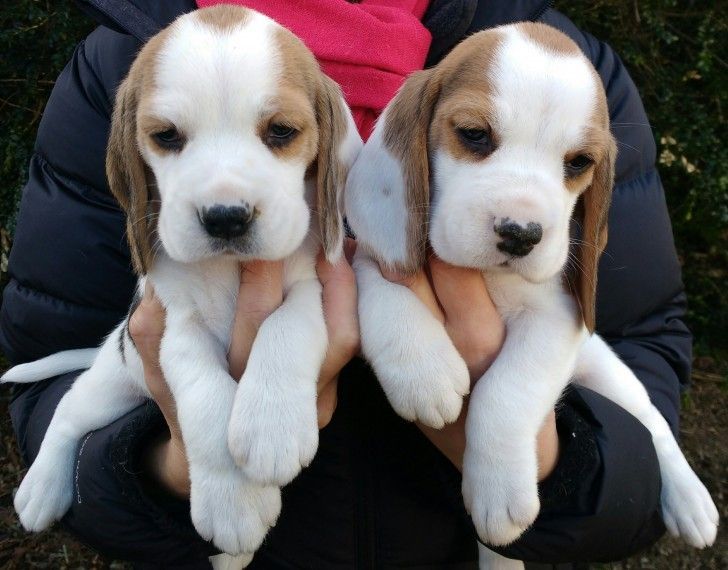 Beagle Puppies For Sale Seattle, WA 177280 Petzlover