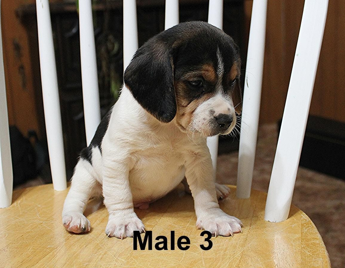 Beagle Puppies For Sale Clare, MI 179013 Petzlover
