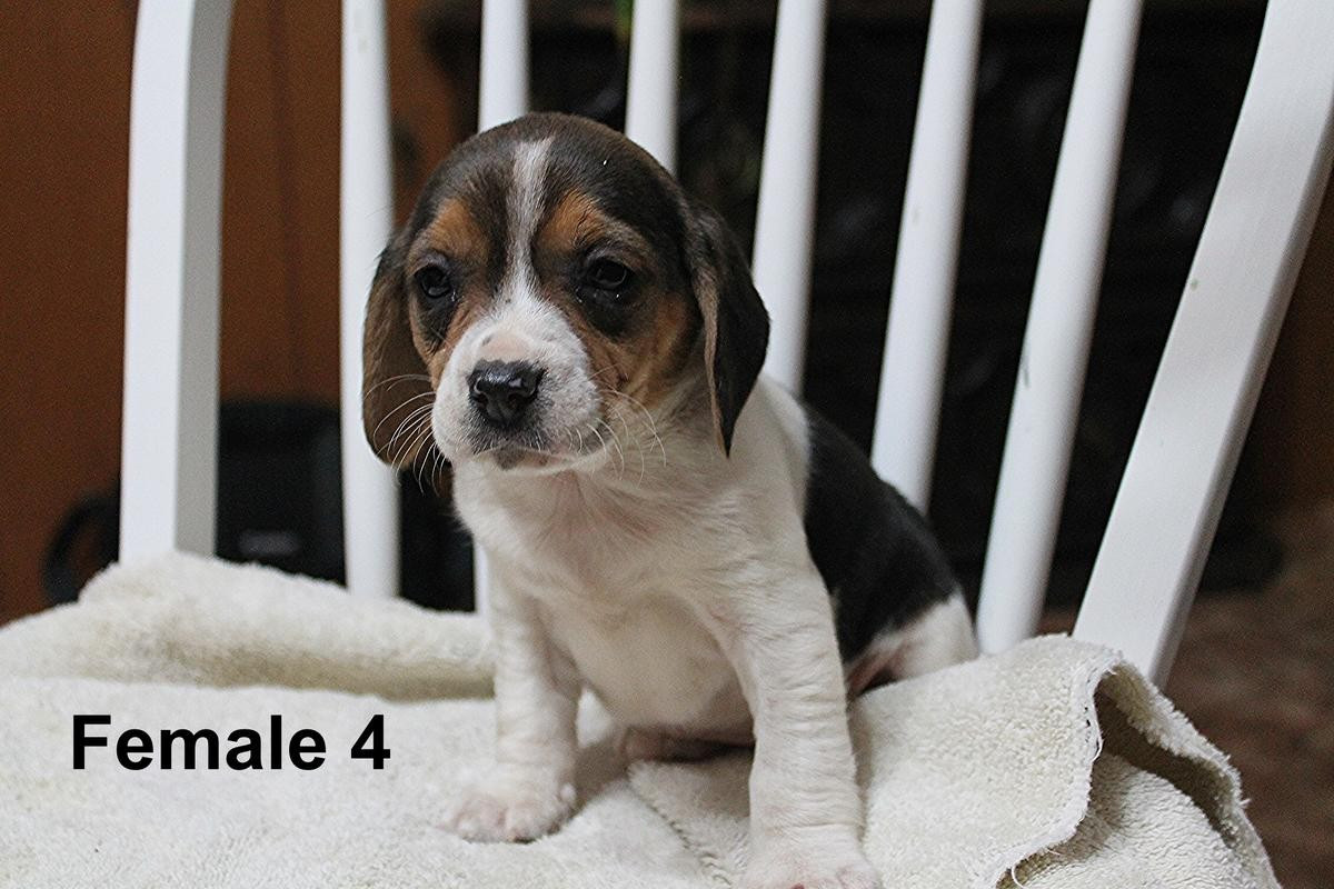 Beagle Puppies For Sale Clare, MI 179013 Petzlover