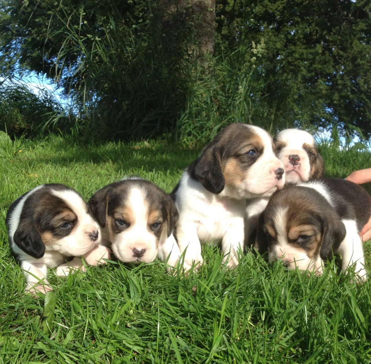 Beagle Puppies For Sale California, MD 188087 Petzlover