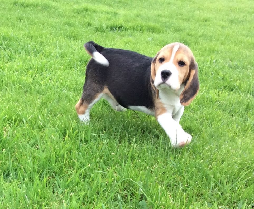 Buy Beagle Puppies For Sale In Turkey