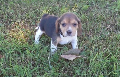 Beagle Puppies For Sale Los Angeles Ca