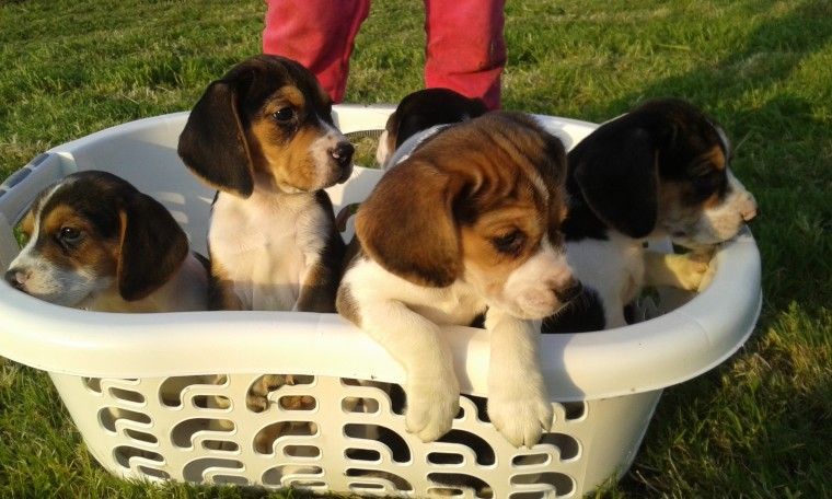 Beagle Puppies For Sale Anchorage Ak 207050 Petzlover