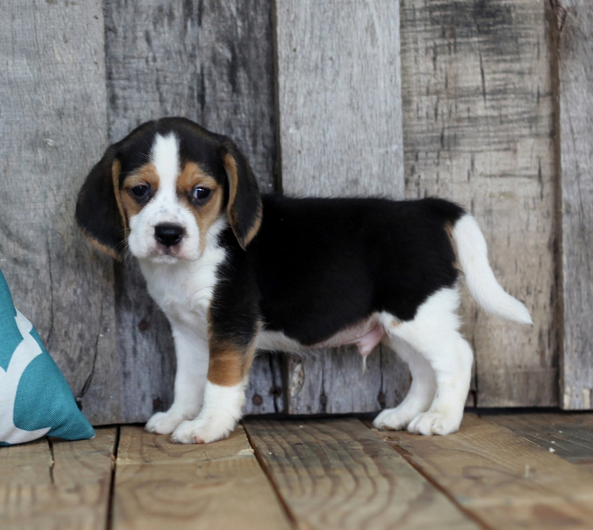 Beagle Puppies For Sale Glastonbury, CT 207438