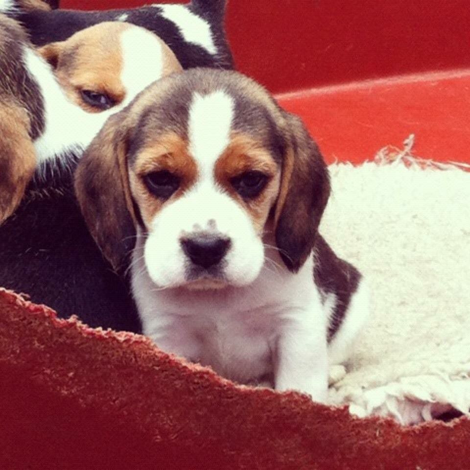 beagle puppies for sale north west