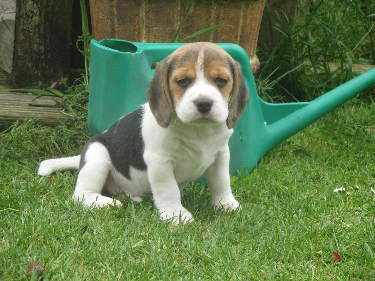 Beagle Puppies For Sale MontréalNord, QC 216691