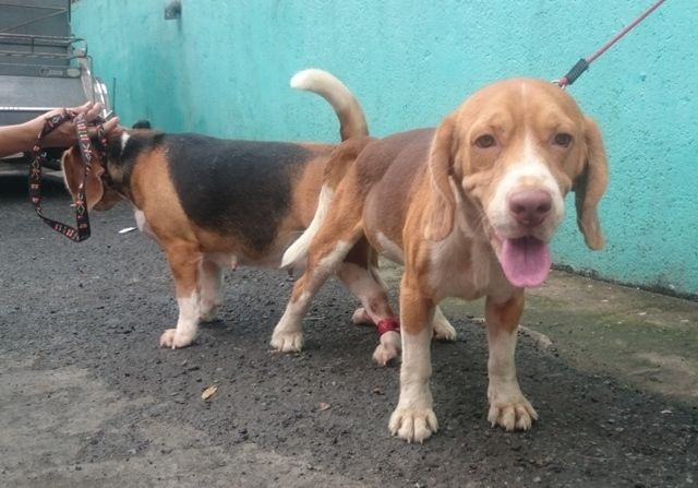 Beagle Puppies For Sale Quezon City, NCR 228602