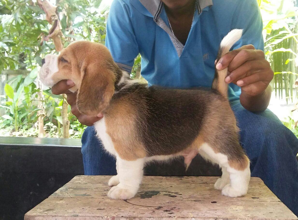 Beagle Puppies For Sale Kochi, KL 233625 Petzlover