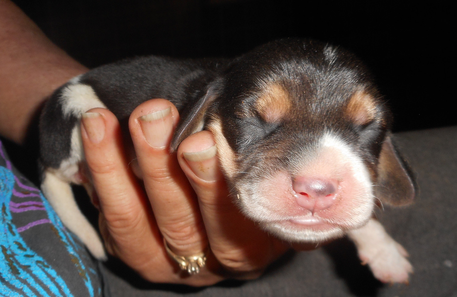 "Beagle" Puppies For Sale Mountain Lake, MN 237030