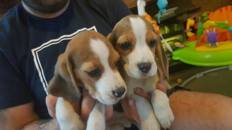 Beagle Puppies For Sale Austin Tx - PETSIDI