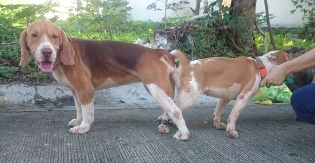 23+ Beagle Puppy For Sale Philippines l2sanpiero