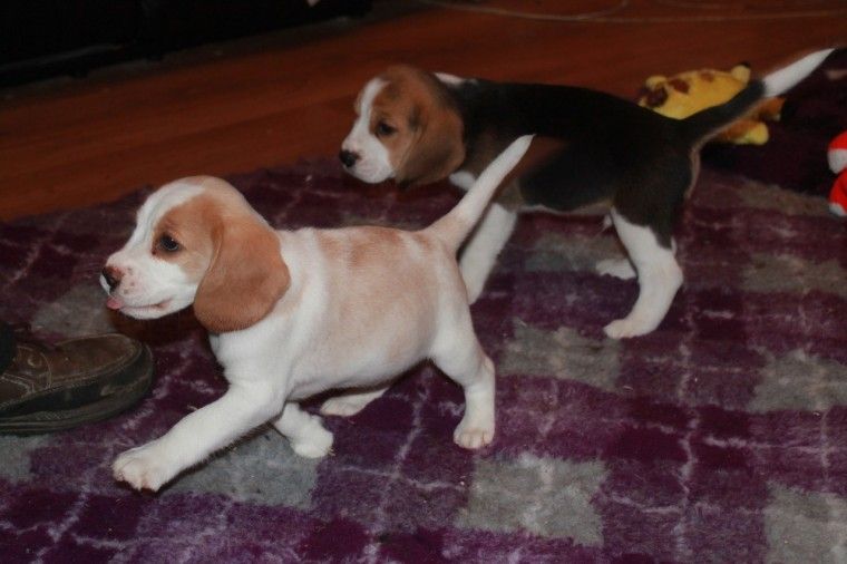 charterwood beagles