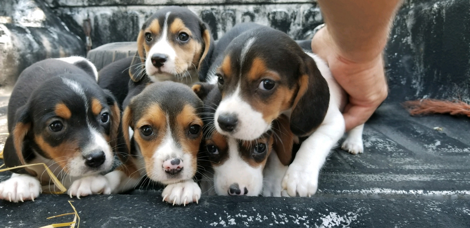Beagle Puppies For Sale Oak Park, IL 280835 Petzlover