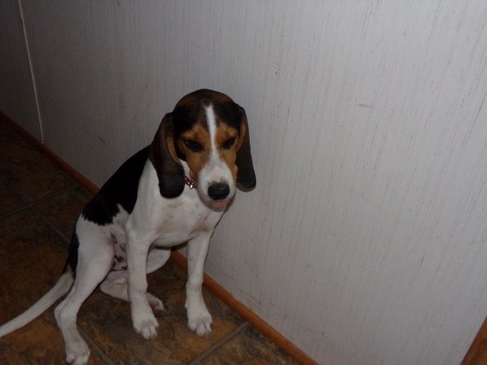 Beagle Puppies For Sale Tucson, AZ 282110 Petzlover