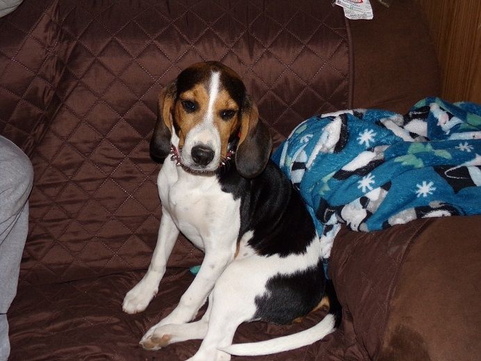 Beagle Puppies For Sale Tucson, AZ 282110 Petzlover