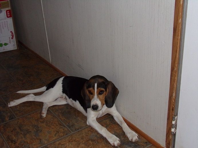 Beagle Puppies For Sale Tucson, AZ 282110 Petzlover