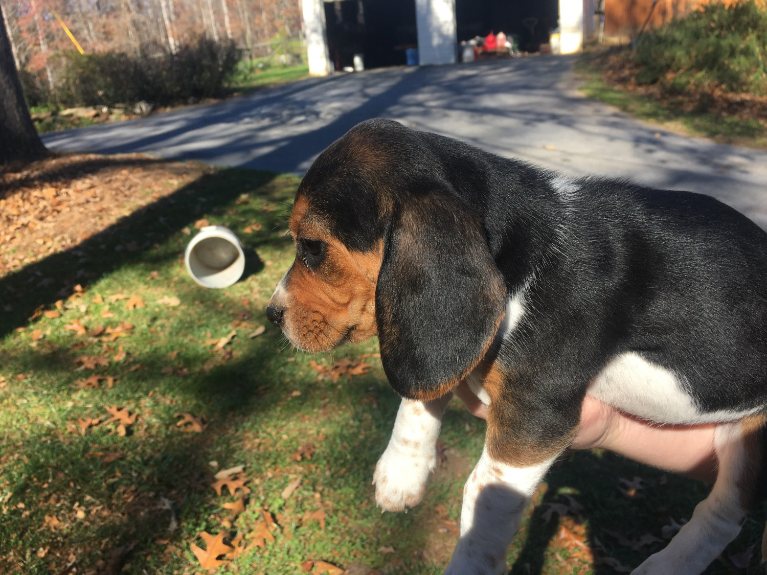 Beagle Puppies For Sale Chattahoochee Hills, GA 284819