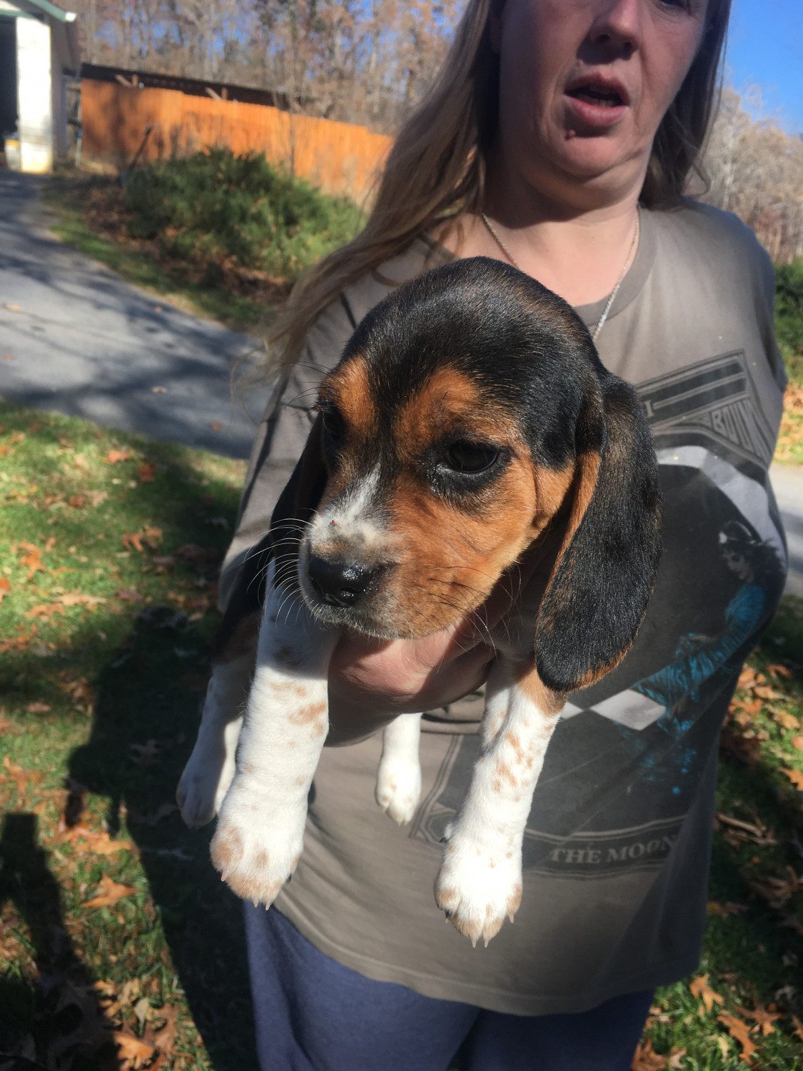 Beagle Puppies For Sale Chattahoochee Hills, GA 284819