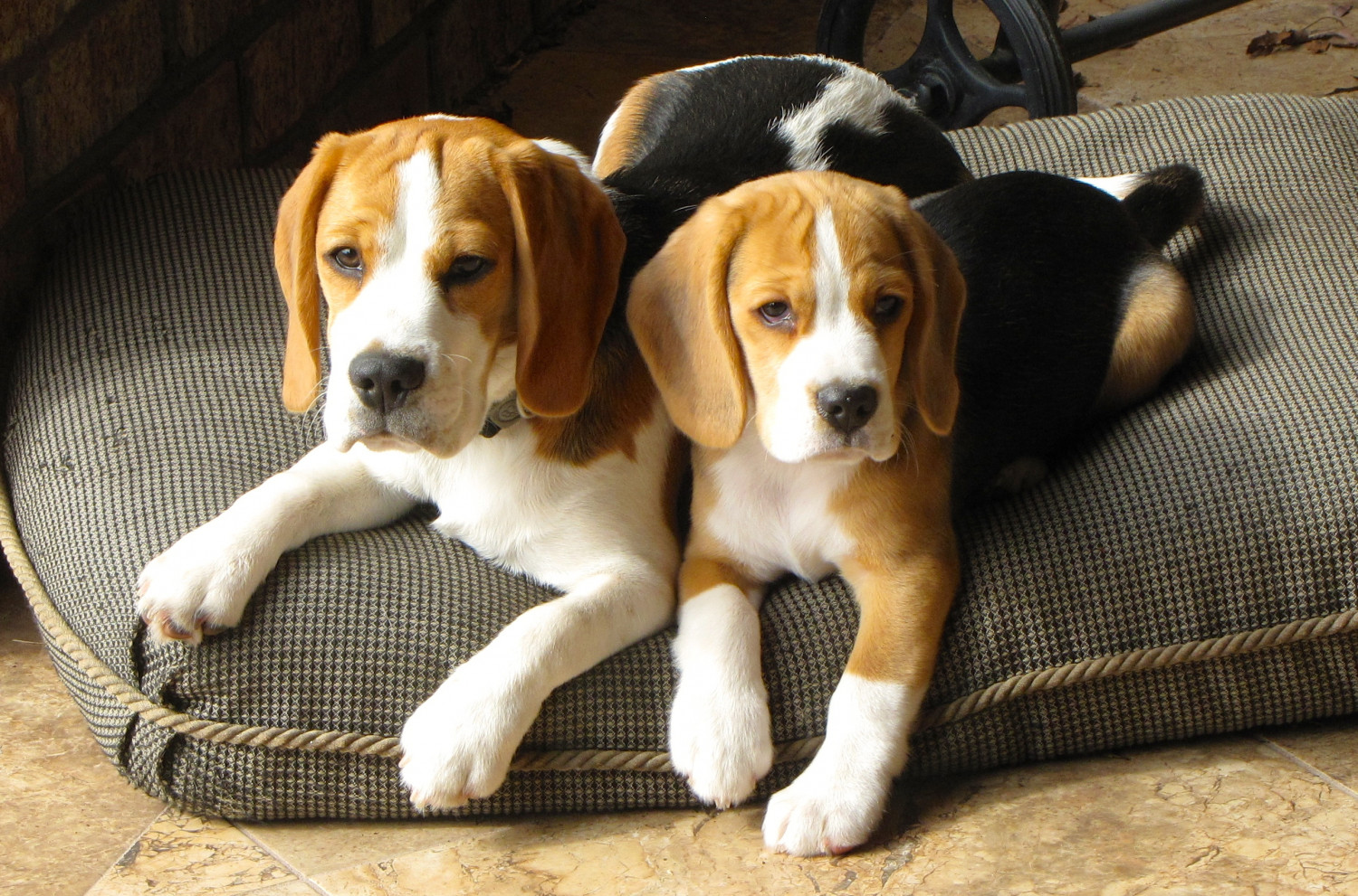 Beagle Dog Breed Information Images Characteristics Health