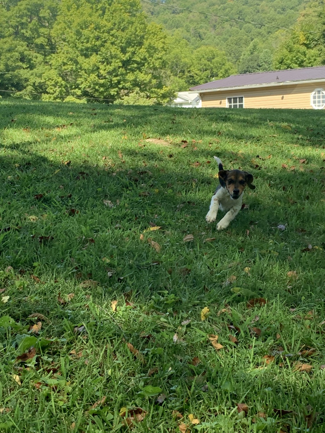 Beagle Puppies For Sale Tazewell, VA 306172 Petzlover