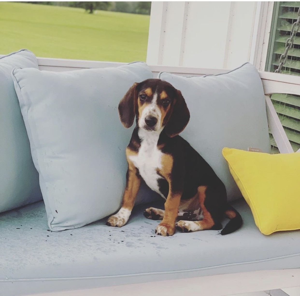 Beagle Puppies For Sale Lake City, FL 308865 Petzlover