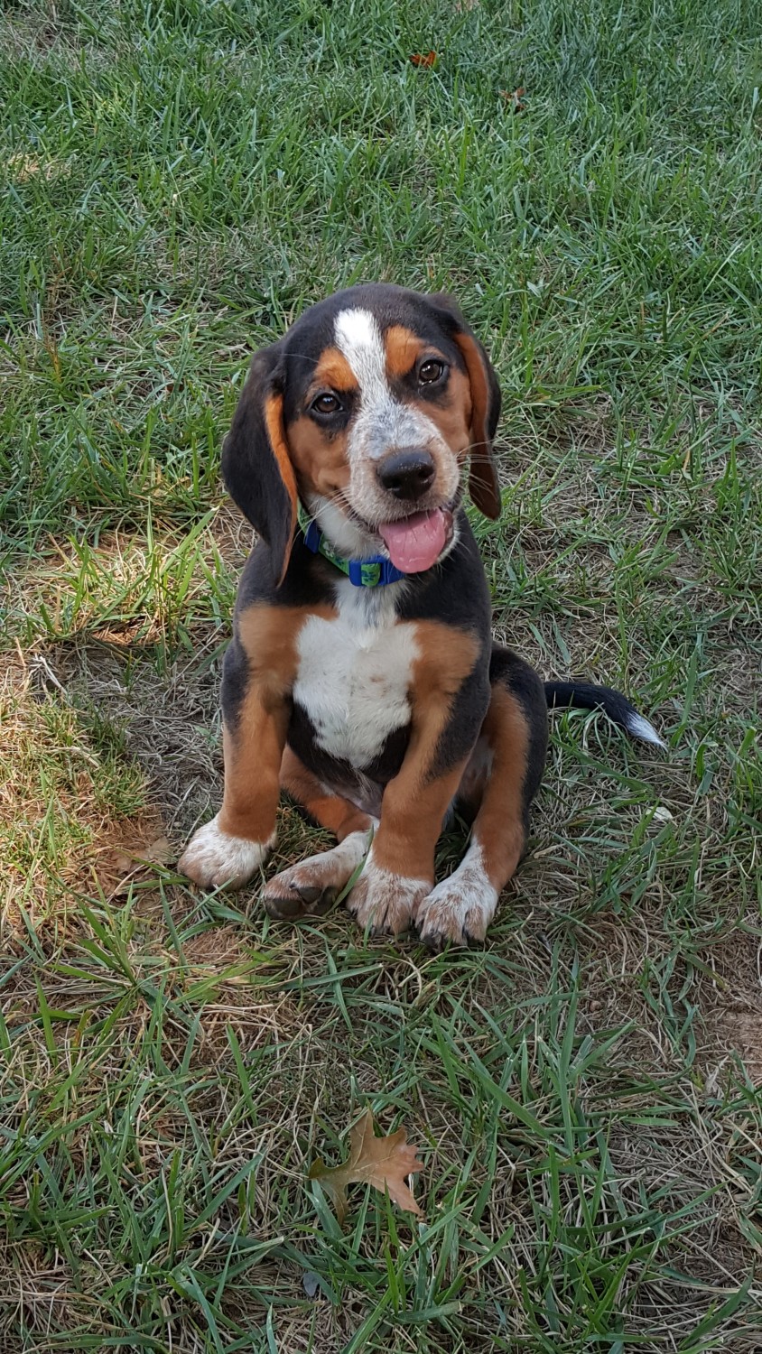 Beagle Puppies For Sale Frederick, MD 309874 Petzlover