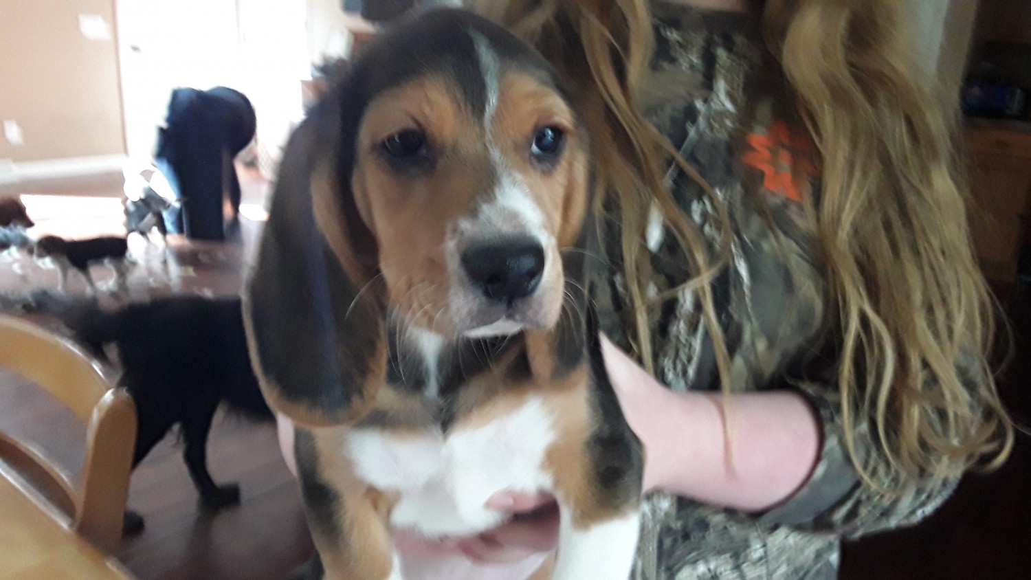 Beagle Puppies For Sale Rochester Ny