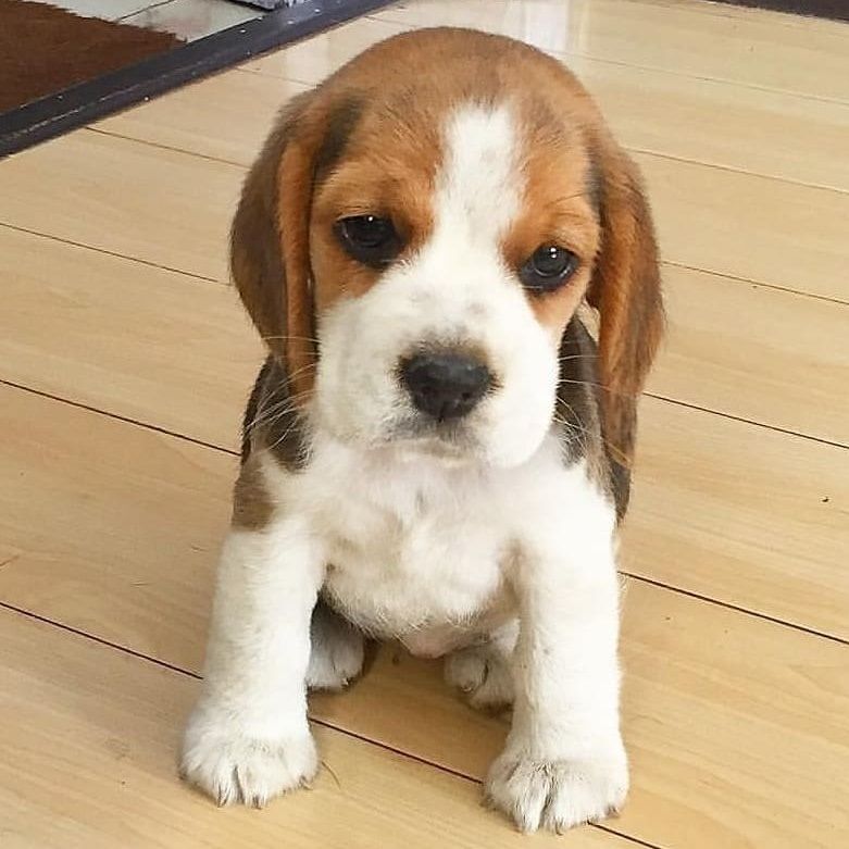 Beagle Puppies For Sale Alabama City Al 314392