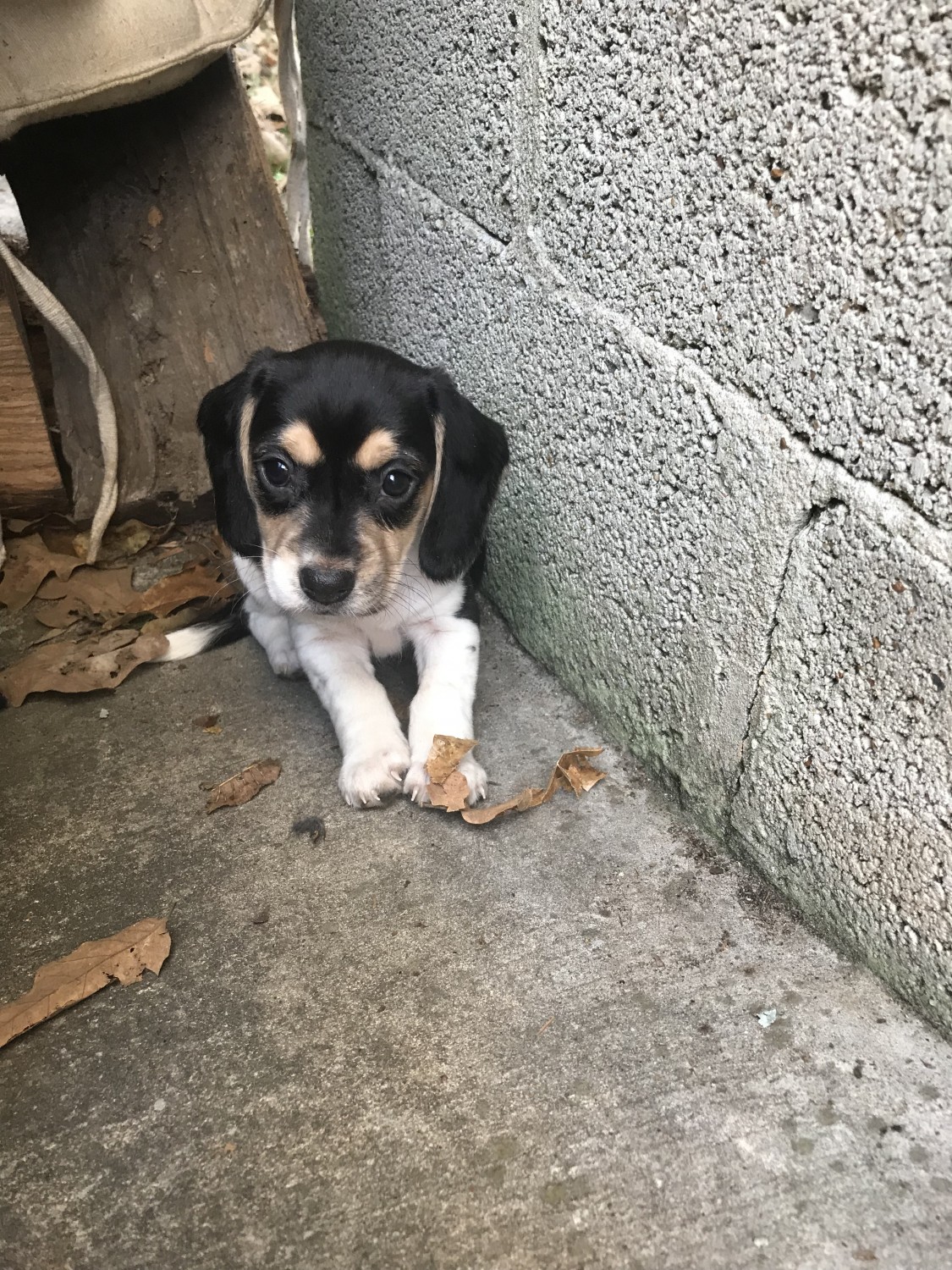 Beagle Puppies For Sale | Decatur, AL #314395 | Petzlover