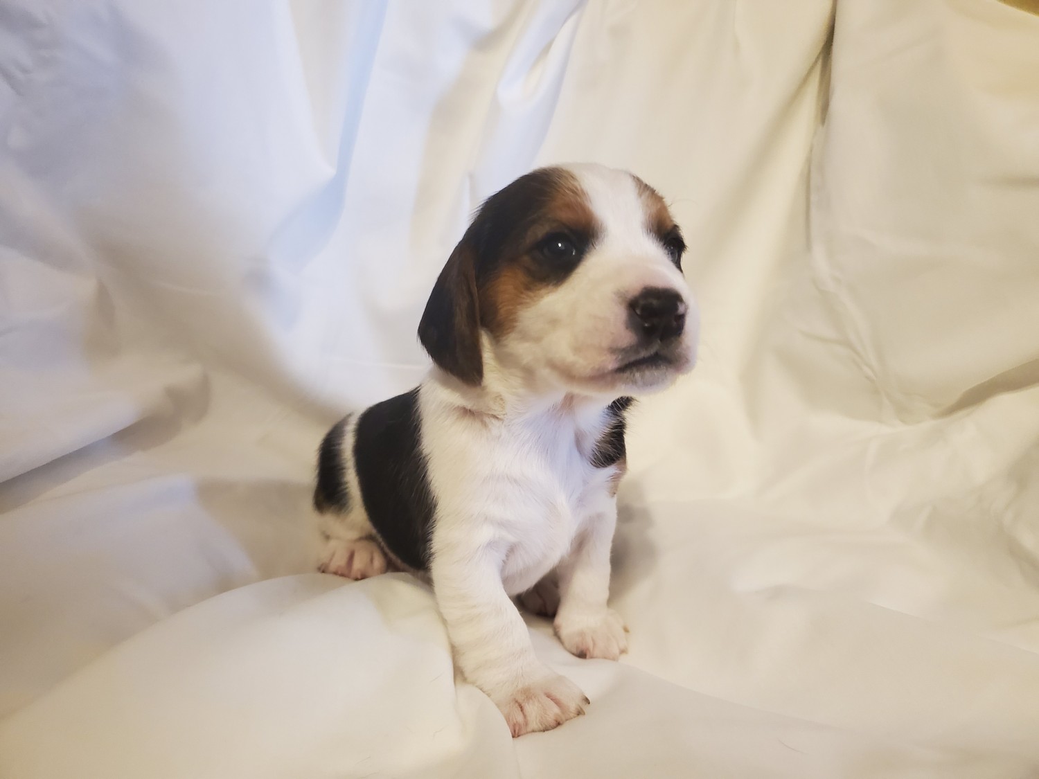 Beagle Puppies For Sale Parker Co 320705 Petzlover