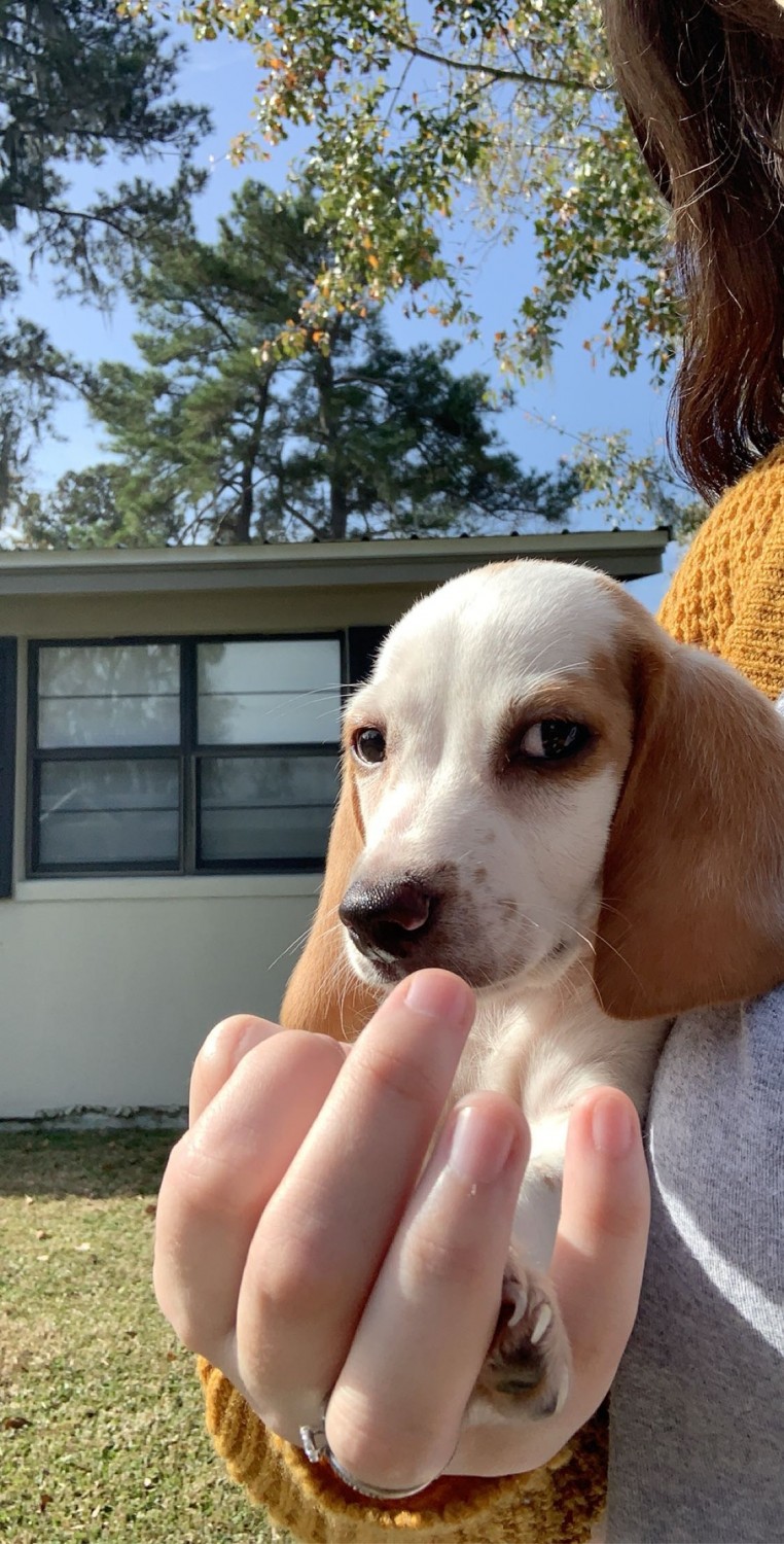 Beagle Puppies For Sale Savannah, GA 320938 Petzlover