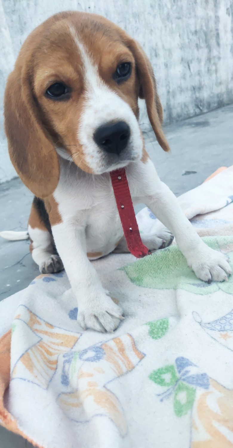 Beagle Puppies For Sale | Kashipur, UK #324707 | Petzlover