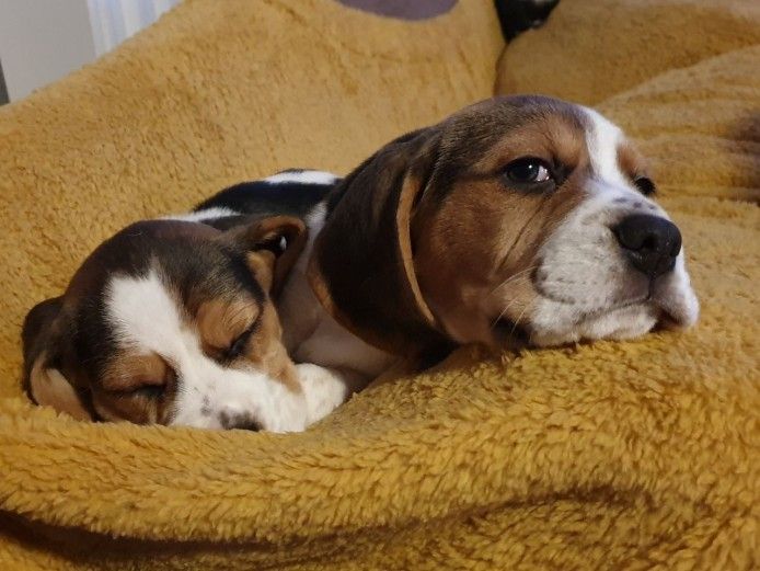 Beagle Puppies For Sale | Salt Lake City, UT #327178