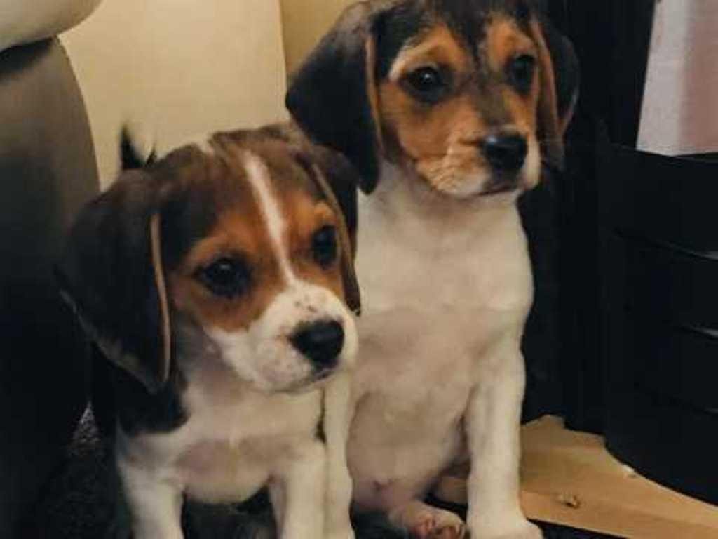charterwood beagles