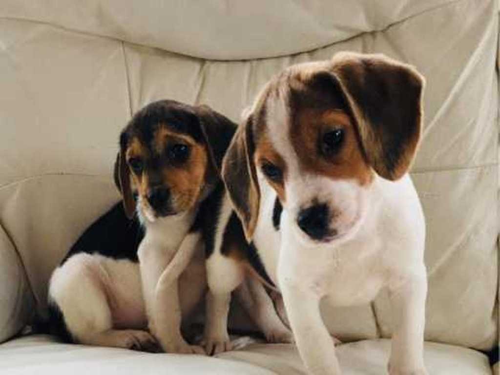 charterwood beagles