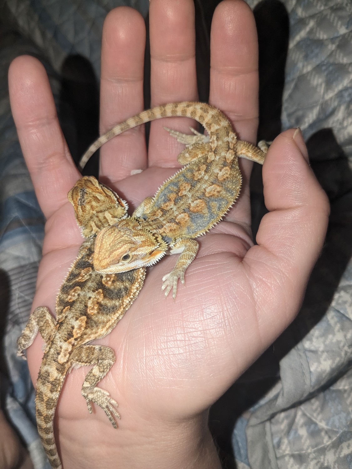 Bearded Dragon Reptiles For Sale Xenia, OH 525646