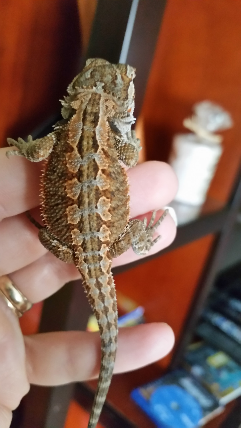 Bearded Dragon Reptiles For Sale Lakeland, FL 212941