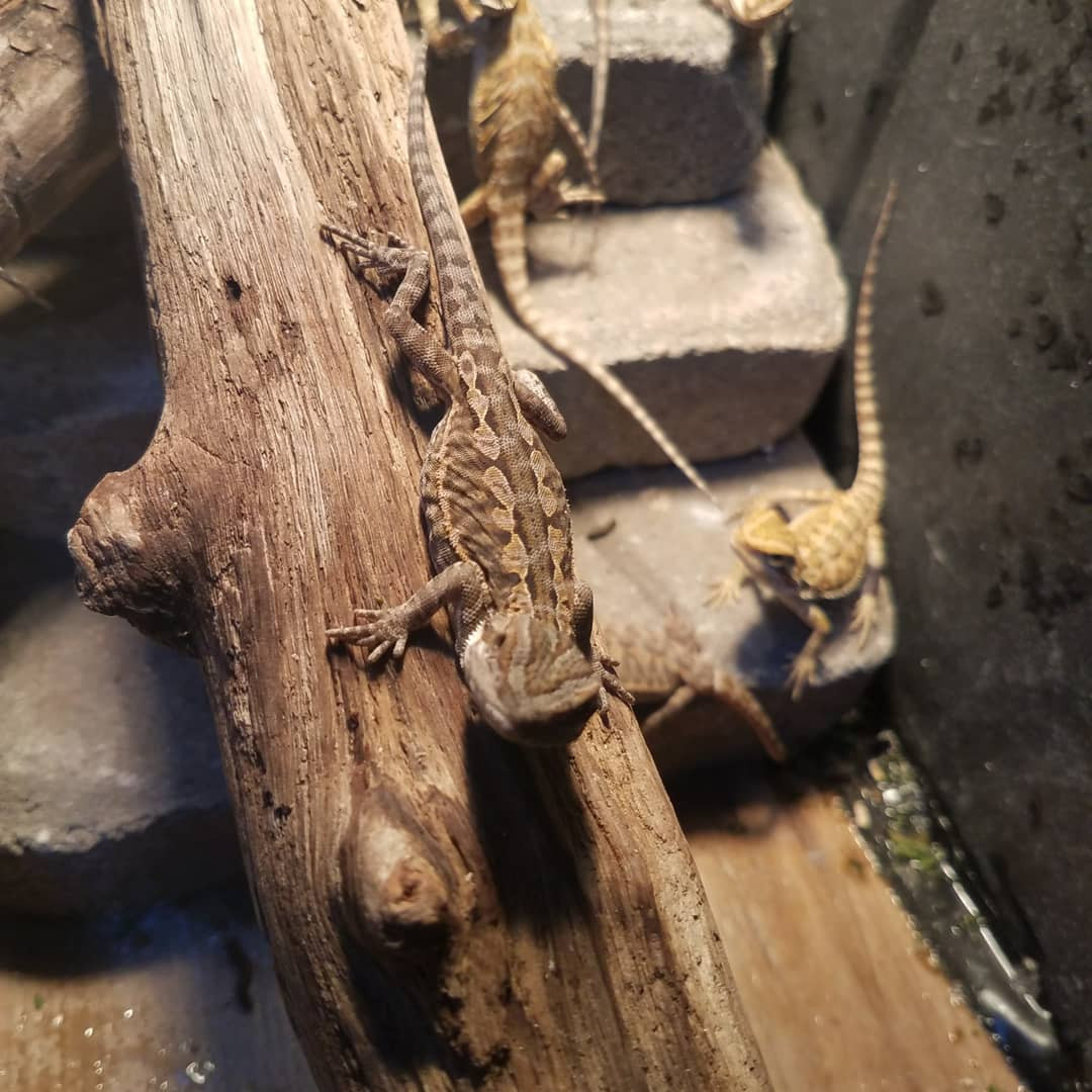 Reptiles For Sale | Petzlover
