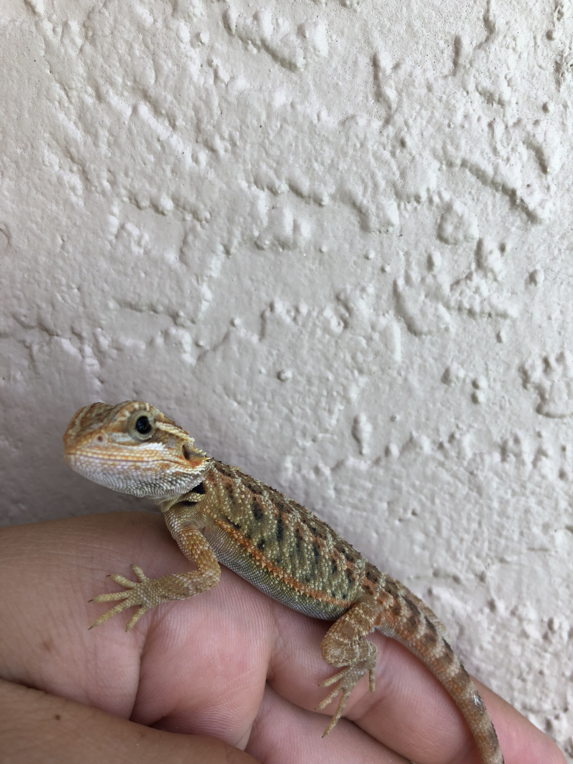 Bearded Dragon Reptiles For Sale Tampa, FL 278836