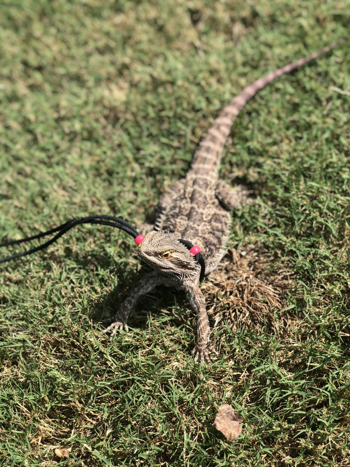 Bearded Dragon Reptiles For Sale Marietta, GA 301712
