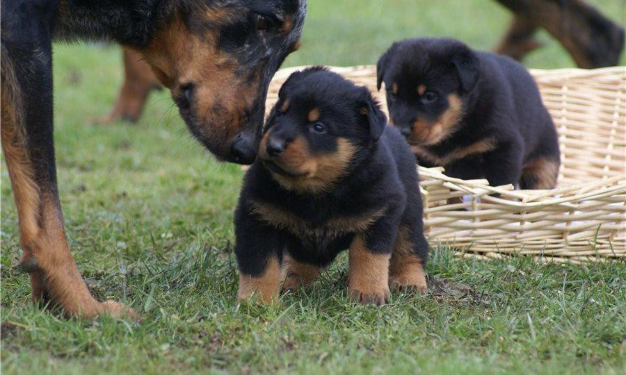 Beauceron Puppies For Sale | Indianapolis, IN #118066