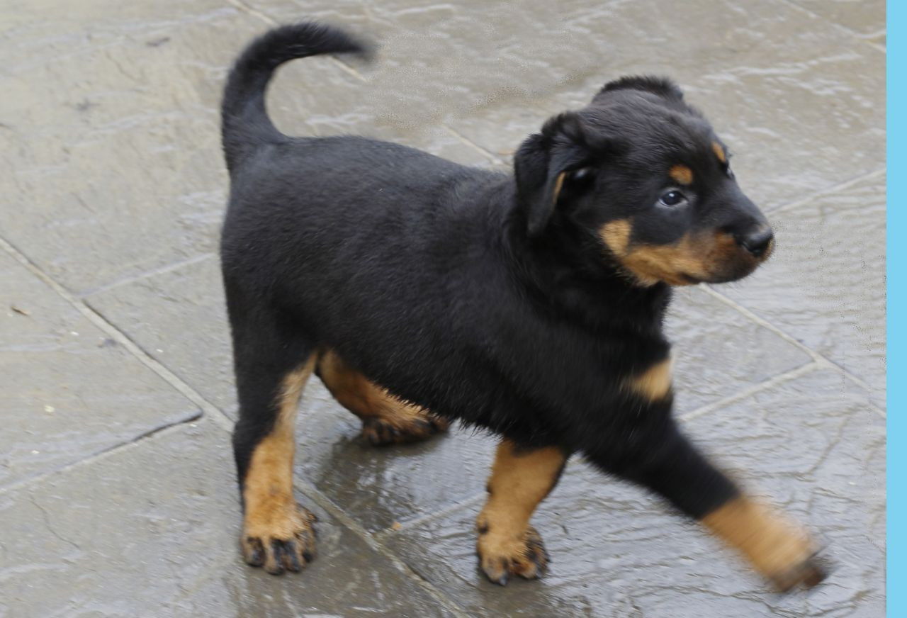 Beauceron Puppies For Sale Putnam Valley, NY 177971