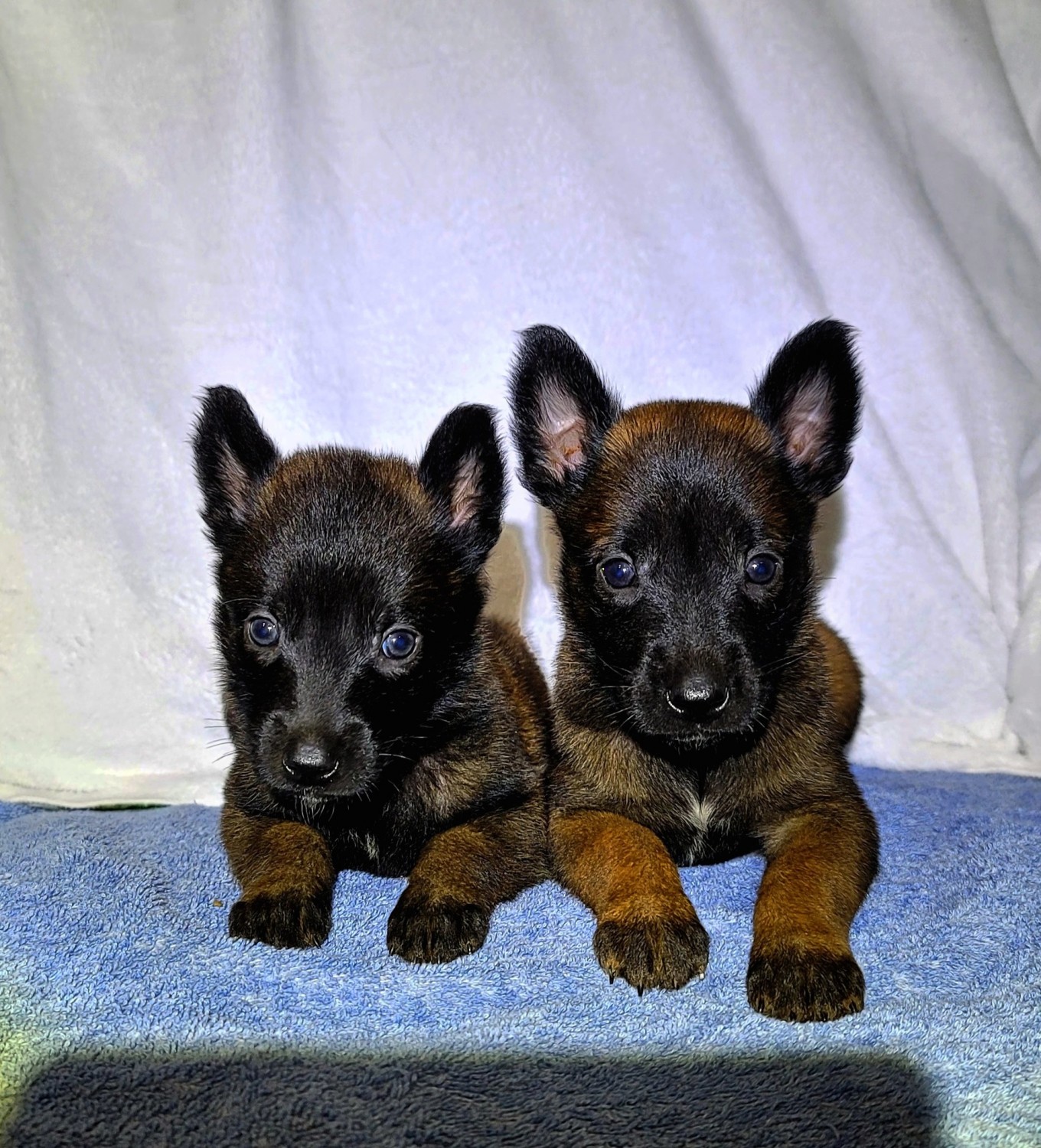 Belgian Shepherd Dog (Malinois) Puppies For Sale Rogersville, MO 436913