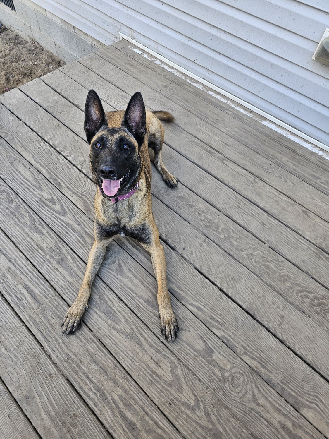 Belgian Shepherd Dog (Malinois) Puppies For Sale Suffolk, VA 508817